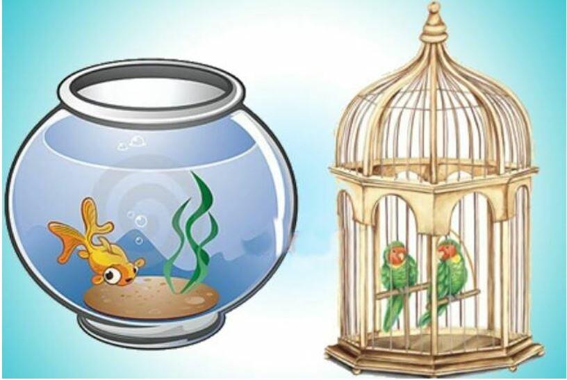 Cá chậu chim lồng