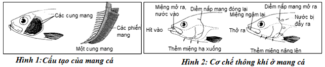 Hình 1 và hình 2 mô tả cấu tạo và hoạt động của mang cá. Quan sát các hình  và cho biết, trong các phát biểu dưới đây, có?