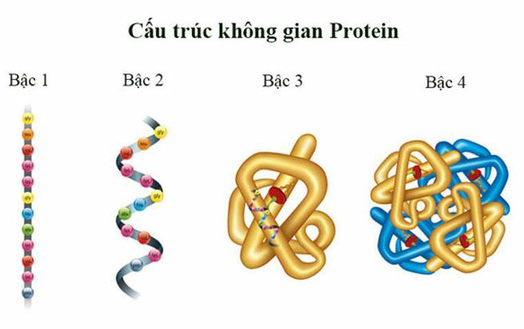 Các bậc cấu trúc của protein?