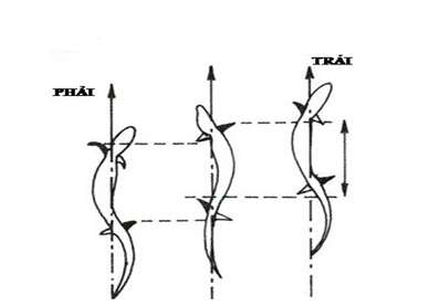 Các đặc điểm chứng tỏ sinh sản ở thằn lằn tiến bộ hơn ếch đồng? (ảnh 2)