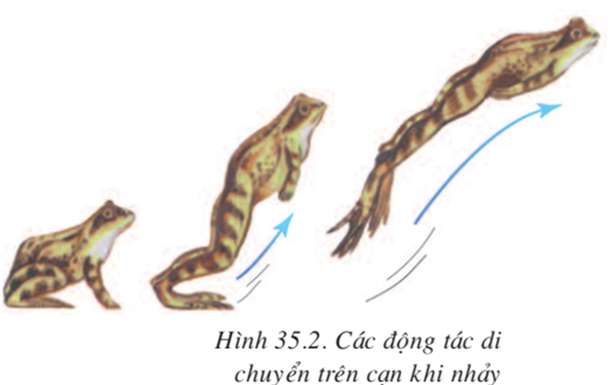 Các đặc điểm chứng tỏ sinh sản ở thằn lằn tiến bộ hơn ếch đồng? (ảnh 3)