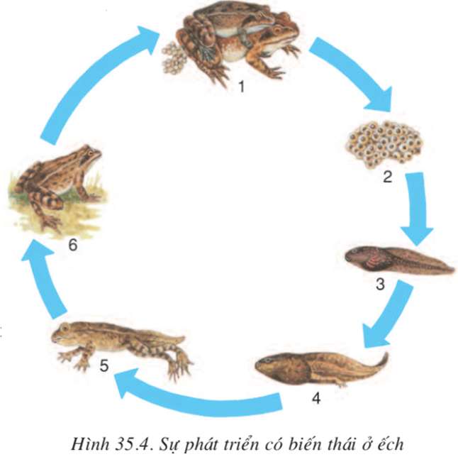 Các đặc điểm chứng tỏ sinh sản ở thằn lằn tiến bộ hơn ếch đồng? (ảnh 5)