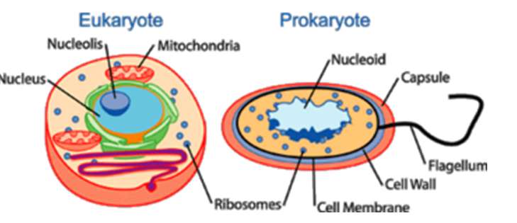 Các ion có thể qua màng tế bào bằng cách