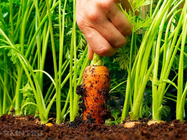 Các loại cây trồng như cà rốt, sắn (khoai mì), lạc (đậu phộng) được thu hoạch bằng phương pháp nào?