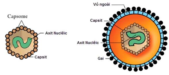 Các loại virut kí sinh ở vi sinh vật? (ảnh 2)