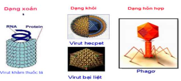 Các loại virut kí sinh ở vi sinh vật? (ảnh 3)