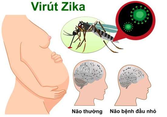 Các loại virut kí sinh ở vi sinh vật? (ảnh 5)