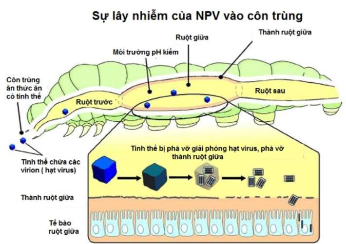 Các loại virut kí sinh ở vi sinh vật? (ảnh 7)