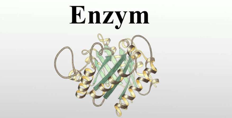 Các yếu tố ảnh hưởng đến hoạt tính của enzim