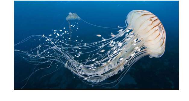 Cách di chuyển của sứa trong nước như thế nào?