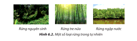 Những loại rừng ở Hình 6.2 được gọi tên theo đặc điểm nào của rừng?