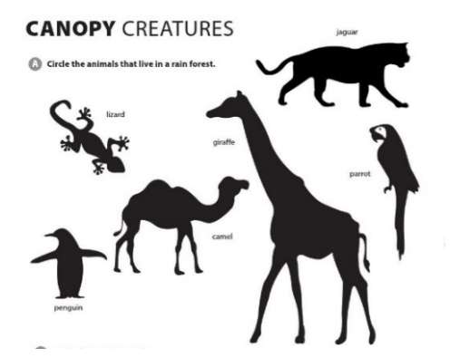 [Cánh diều] Giải Tiếng Anh 6 Unit 2: Canopy Creatures (Ảnh 2)