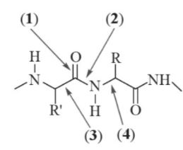 Câu 7.2. Trong cấu trúc phân tử của chất cho ở hình bên, liên kết peptide là