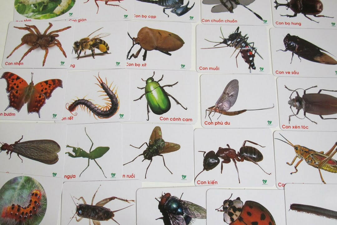 Câu đố về côn trùng