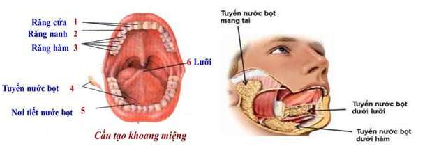 [CHUẨN NHẤT] Cấu tạo của khoang miệng phù hợp với chức năng tiêu hóa?