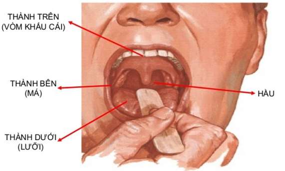 [CHUẨN NHẤT] Cấu tạo của khoang miệng phù hợp với chức năng tiêu hóa? (ảnh 2)