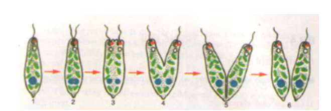 Cấu tạo của trùng roi xanh. (ảnh 2)