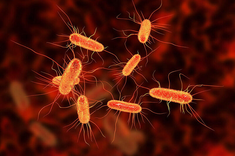 Cấu tạo của vi khuẩn e coli
