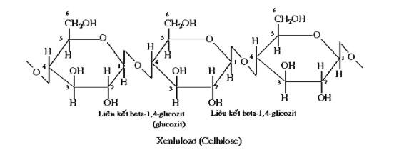 Cấu tạo và cách sắp xếp của các phân tử cellulose phù hợp như thế nào với chức năng của thành tế bào