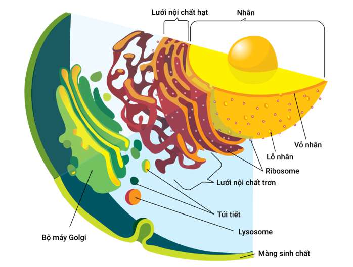 Cấu tạo và chức năng của màng sinh chất