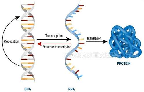 Cấu trúc không gian của ARN có dạng