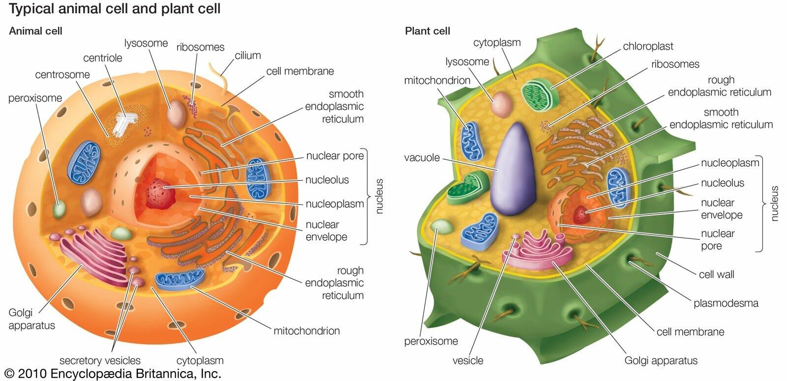 Cấu trúc nào sau đây có ở cả tế bào thực vật và tế bào động vật?
