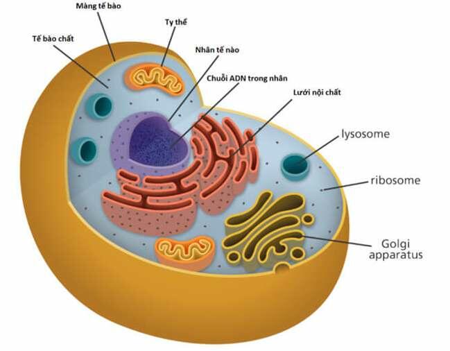 [ĐÚNG NHẤT] Cấu trúc tế bào động vật