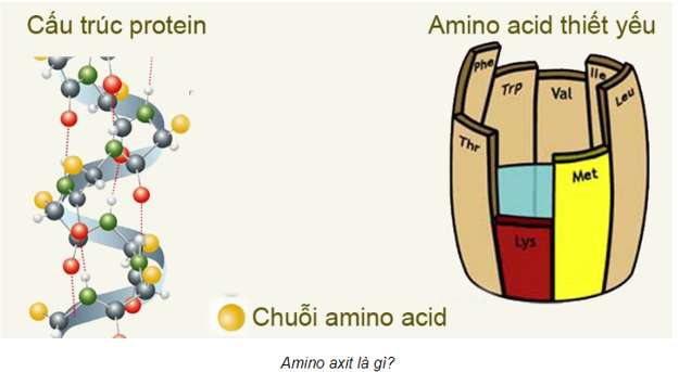 Chất nào sau đây là amino axit?