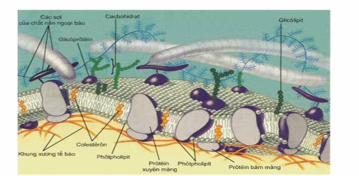 Chất nền ngoại bào là gì  Trình bày cấu trúc và chức năng của chất nền ngoại bào