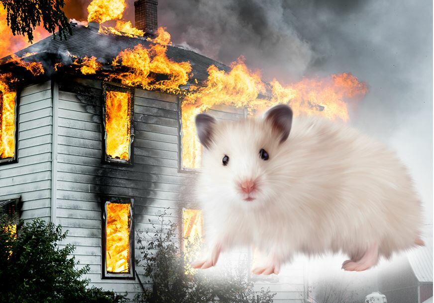 Cháy nhà mới ra mặt chuột | Điển tích, ý nghĩa