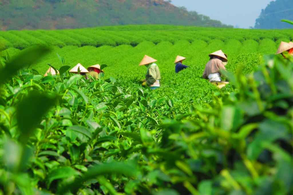Chè là một đặc sản nổi tiếng của tỉnh Thái Nguyên. Với xu hướng tiêu dùng và nhu cầu thị trường ngày càng gia tăng, việc sản xuất chè hữu cơ đã giúp người trồng chè có thu nhập cao