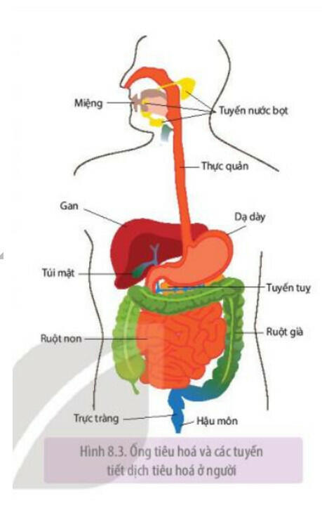 tác dụng của tiêu hoá cơ học và tiêu hoá hoá học thức ăn trong ống tiêu hoá