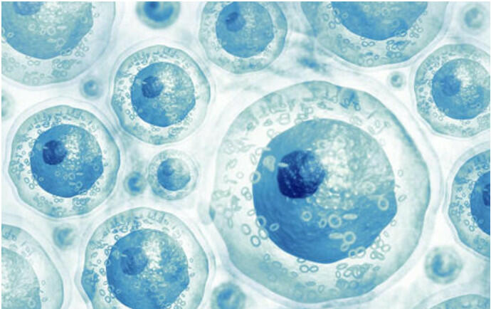Cho biết tế bào gốc được kích hoạt từ tế bào sinh dưỡng có thể biệt hoá để tạo thành các dòng tế bào nào. Nếu dùng dòng tế bào gốc này để điều trị cho người khác thì có thể gặp những khó khăn gì?