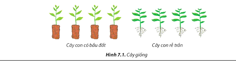 Quan sát Hình 7.1 và cho biết ưu điểm khi trồng rừng bằng cây con. Theo em, phương pháp trồng rừng bằng cây con có bầu đất và cây con rễ trần có nhược điểm như thế nào?