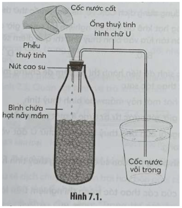 Bài 7.2 trang 23 SBT Sinh học 11: Cho hình sau mô tả một thí nghiệm về hô hấp ở thực vật. Quan sát hình và cho biết có bao nhiêu phát biểu sau đây là đúng.
