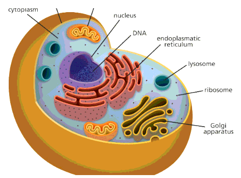 Chu kì tế bào là gì? Mô tả các sự kiện chính của chu kì tế bào?
