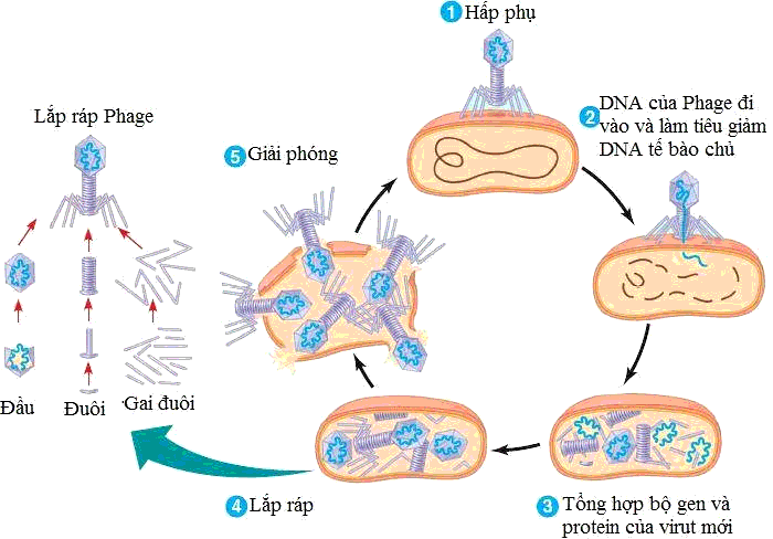 Chu trình nhân lên của virut gồm 5 giai đoạn theo trình tự