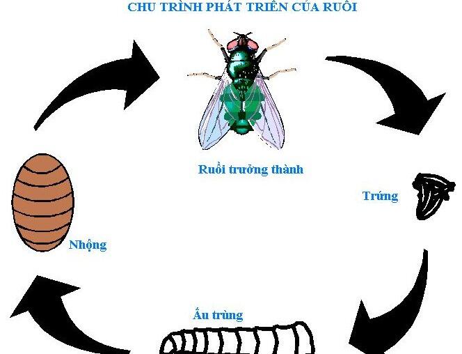 chu trình sinh sản của ruồi