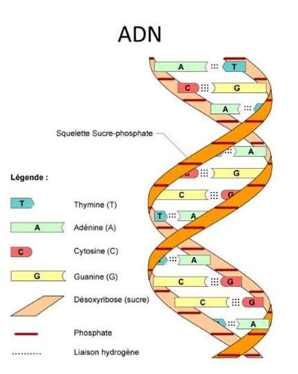 [CHUẨN NHẤT] Chức năng của ADN là gì?