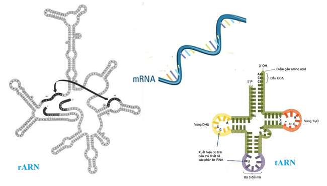 Chức năng của axit nucleic (ảnh 2)