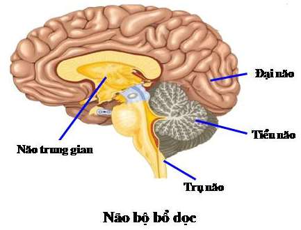 Những rối loạn thần kinh liên quan đến chức năng đại não là gì?
