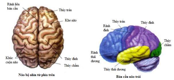 [CHUẨN NHẤT] Chức năng của đại não (ảnh 2)