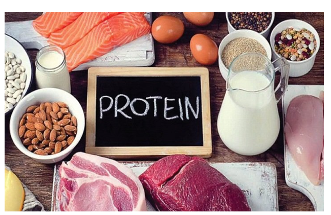 Chức năng không có ở protein là