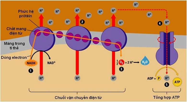 [CHUẨN NHẤT] Chuỗi truyền electron hô hấp là gì (ảnh 3)