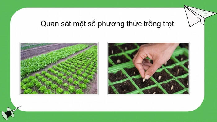 Có bao nhiêu phương thức trồng trọt phổ biến ở Việt Nam?