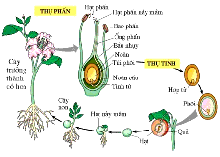 Cơ chế nào giúp các loài sinh sản hữu tính duy trì được bộ NST của loài qua các thế hệ?