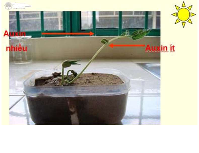 Cơ quan nào của cây sau đây cung cấp Auxin, Sinh học 11 (ảnh 4)