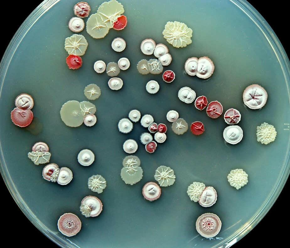 Con người đã sử dụng vi sinh vật nào sau đây để tạo ra phần lớn thuốc kháng sinh?