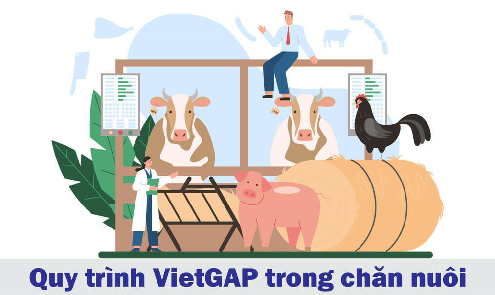 Soạn Công nghệ 11 Kết nối tri thức Bài 18: Chăn nuôi theo tiêu chuẩn VietGAP (trang 92, 94)