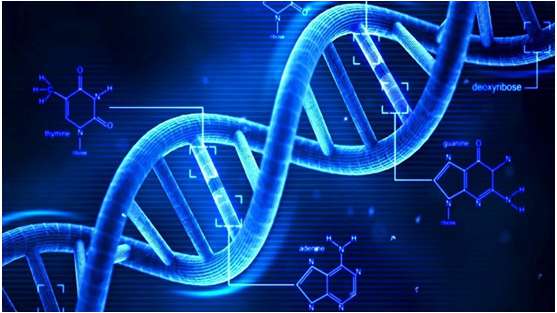 Đặc điểm cấu tạo của ADN